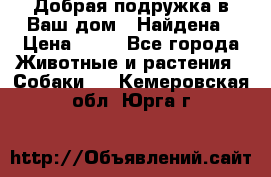 Добрая подружка,в Ваш дом!!!Найдена › Цена ­ 10 - Все города Животные и растения » Собаки   . Кемеровская обл.,Юрга г.